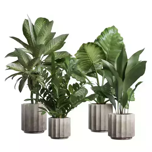 Indoor Plants Pack 74 3D model