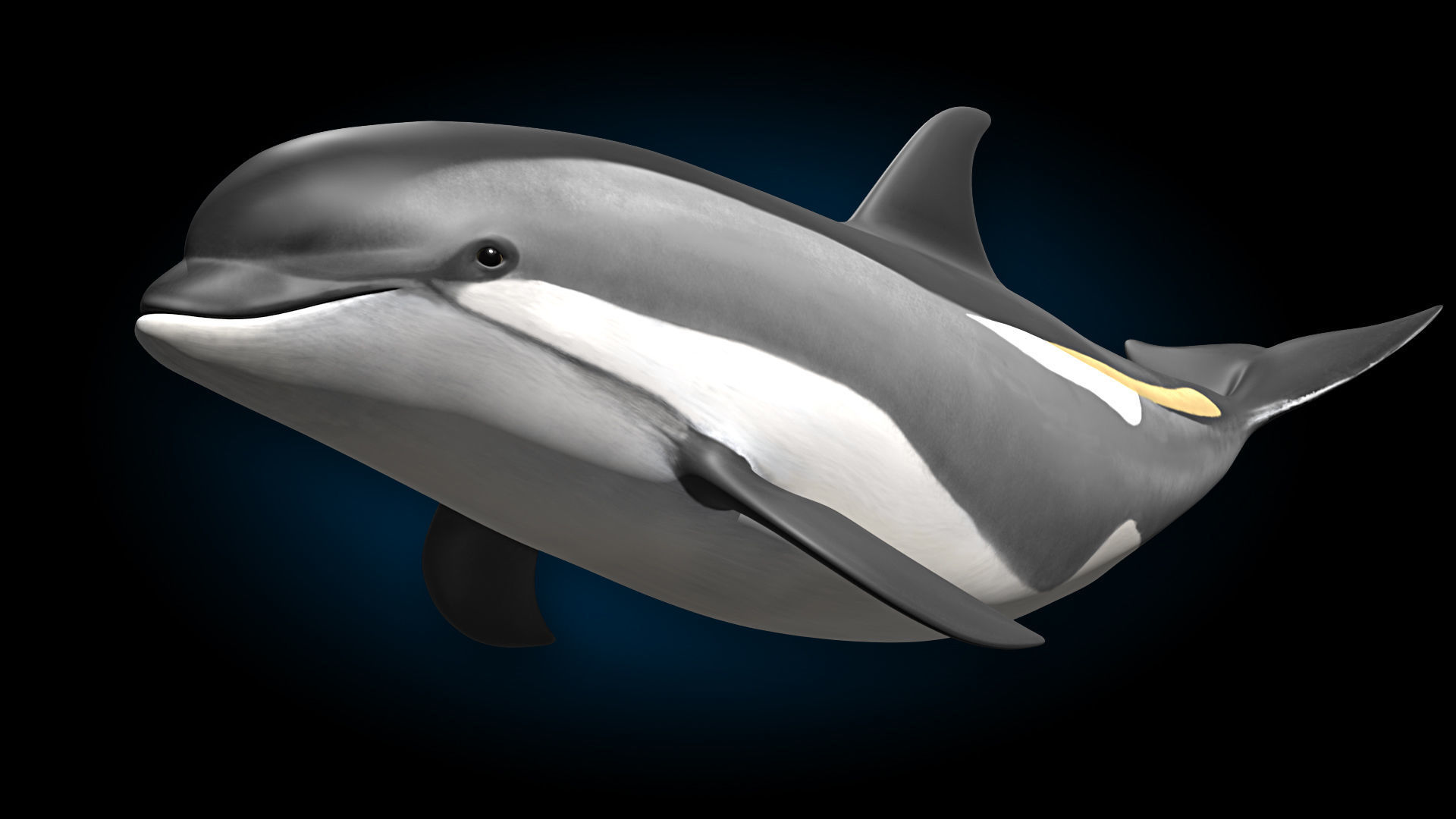 Atlantic White-Sided Dolphin 3D model_2