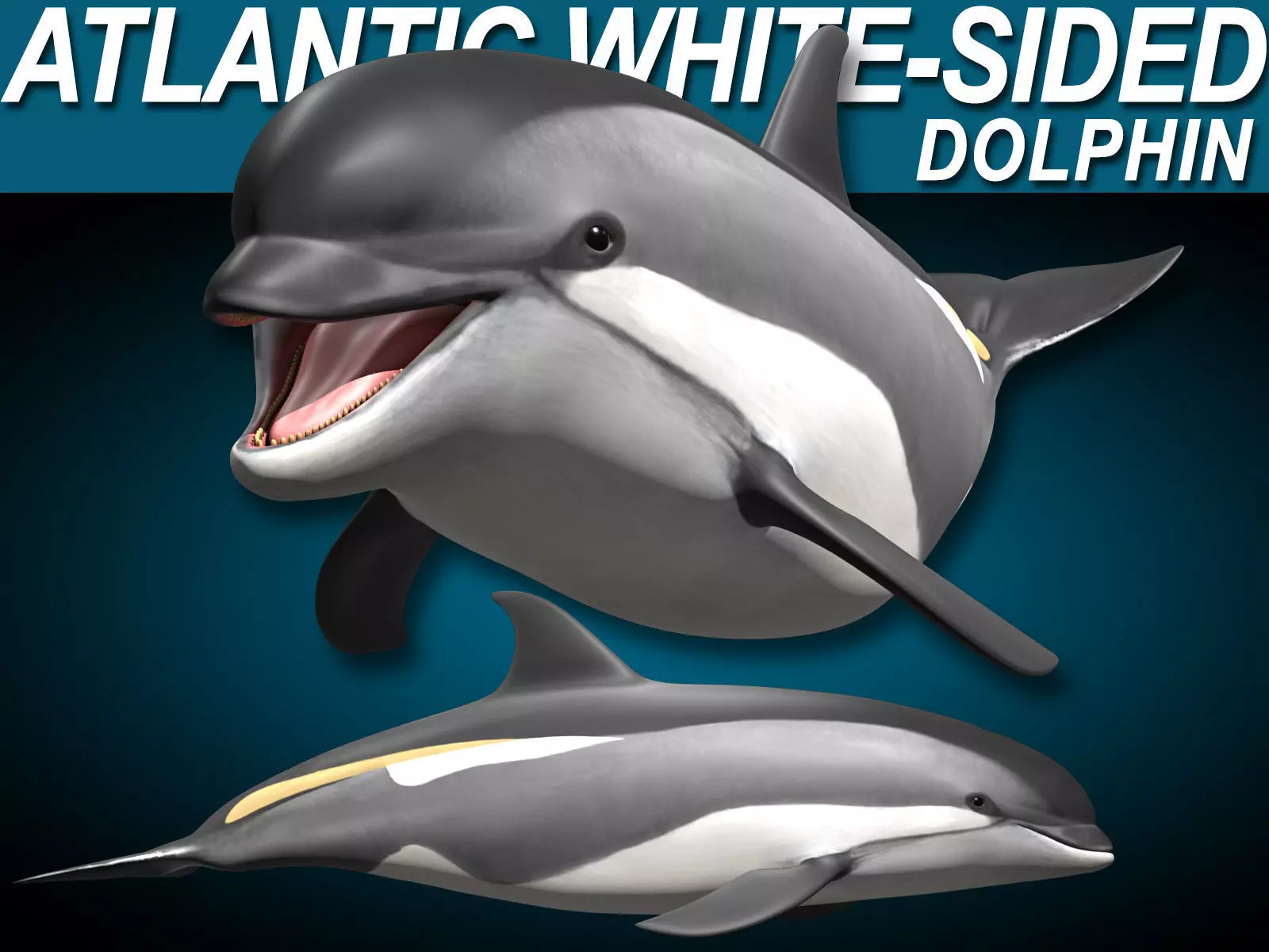 Atlantic White-Sided Dolphin 3D model_0