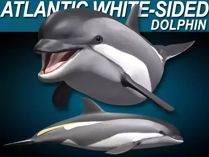 Atlantic White-Sided Dolphin 3D model
