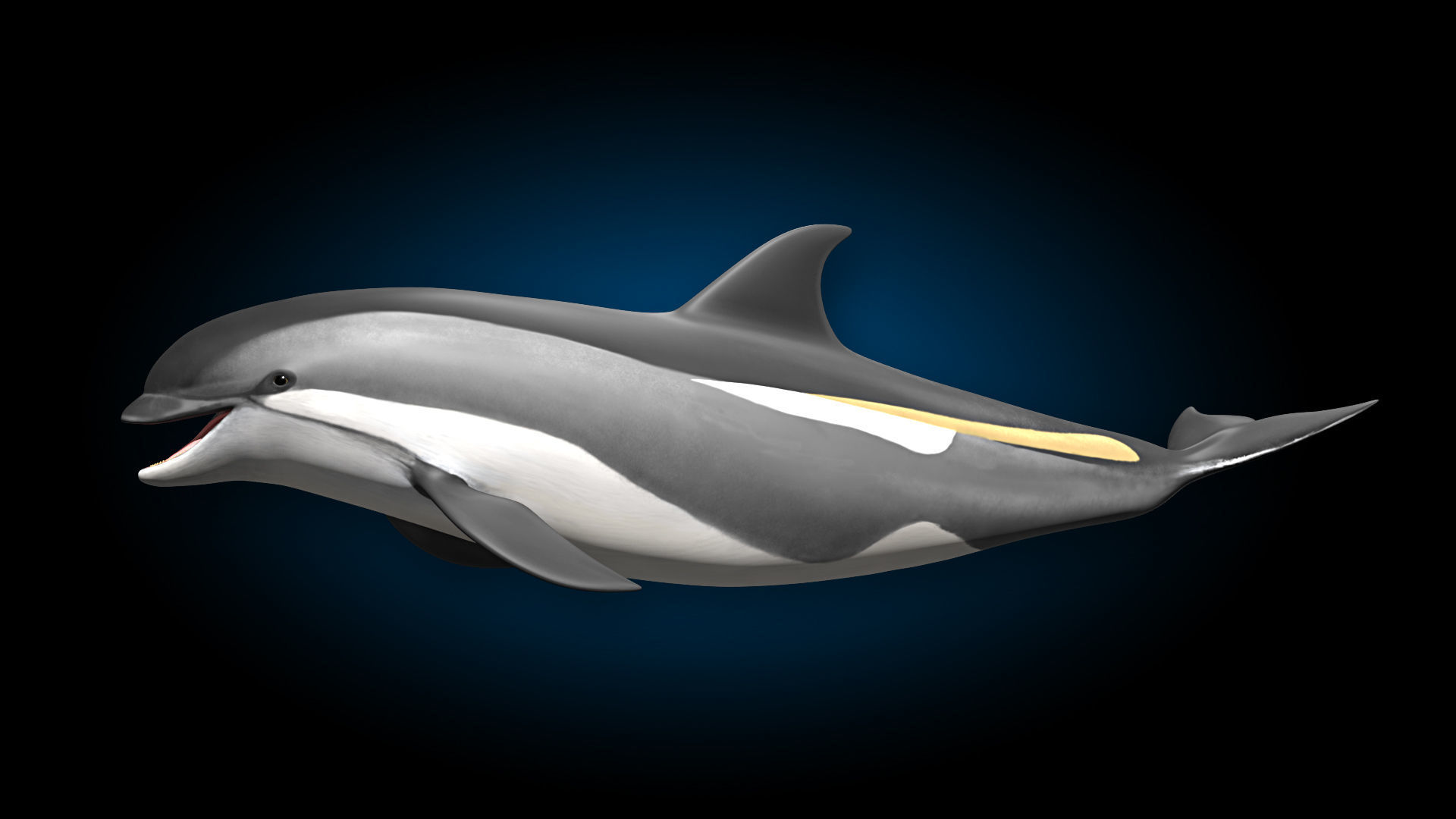 Atlantic White-Sided Dolphin 3D model_5