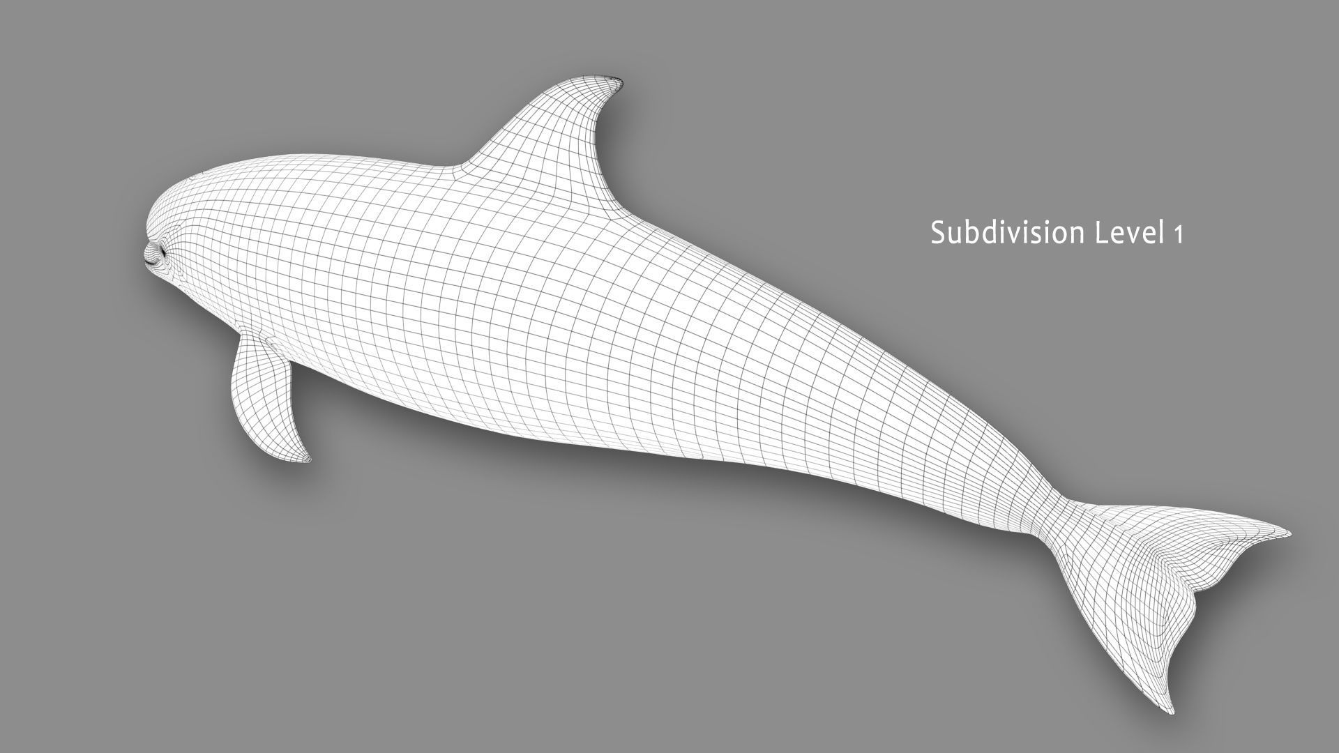 Atlantic White-Sided Dolphin 3D model_17