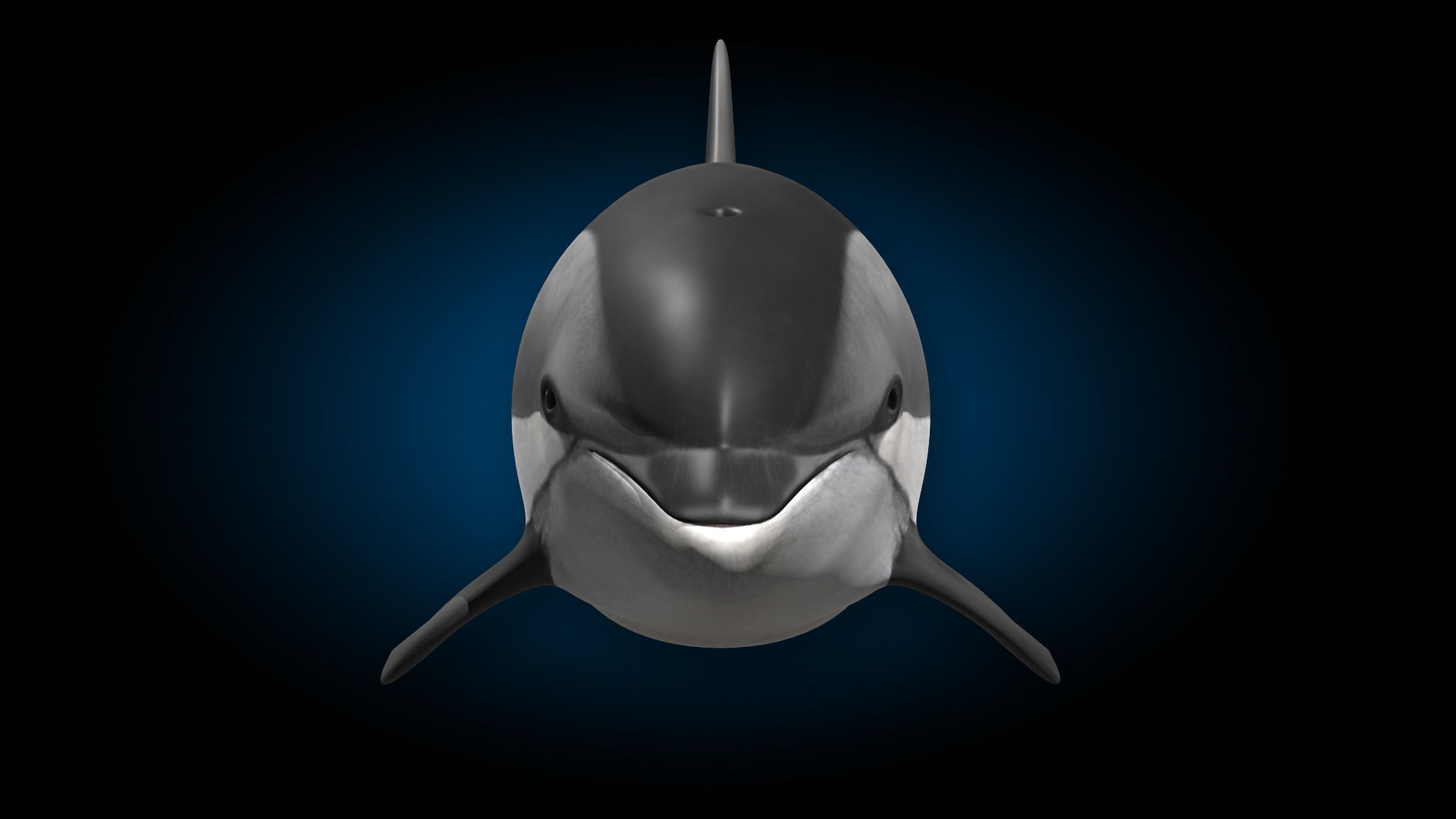 Atlantic White-Sided Dolphin 3D model_12