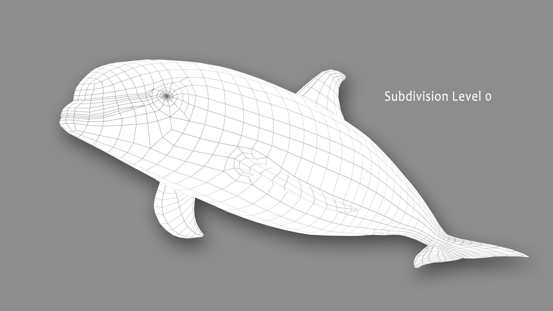 Atlantic White-Sided Dolphin 3D model_14