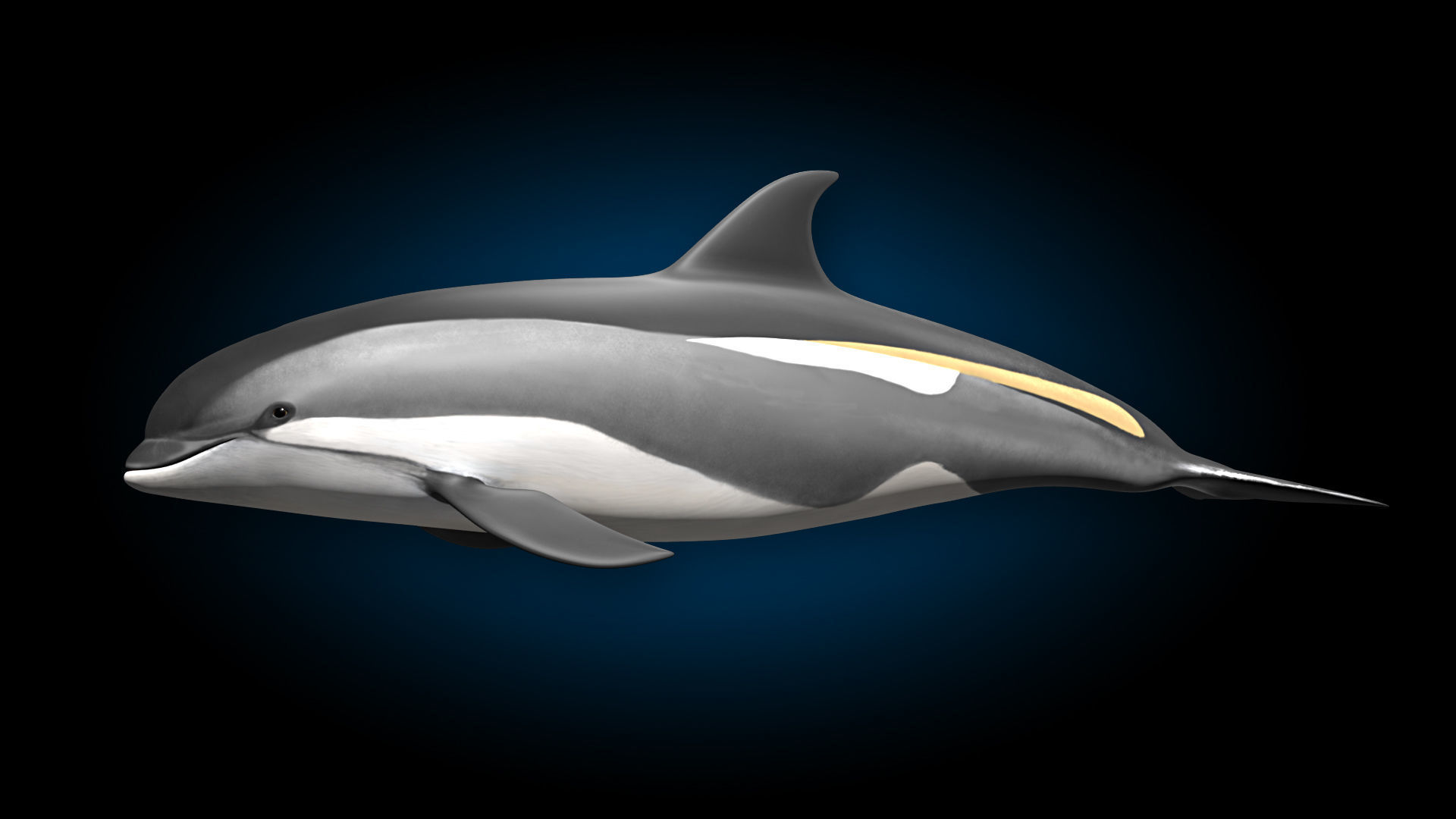 Atlantic White-Sided Dolphin 3D model_4