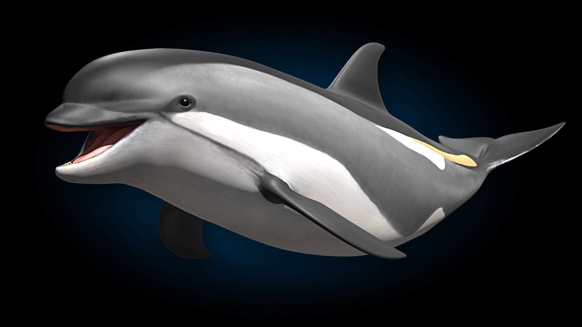 Atlantic White-Sided Dolphin 3D model_3