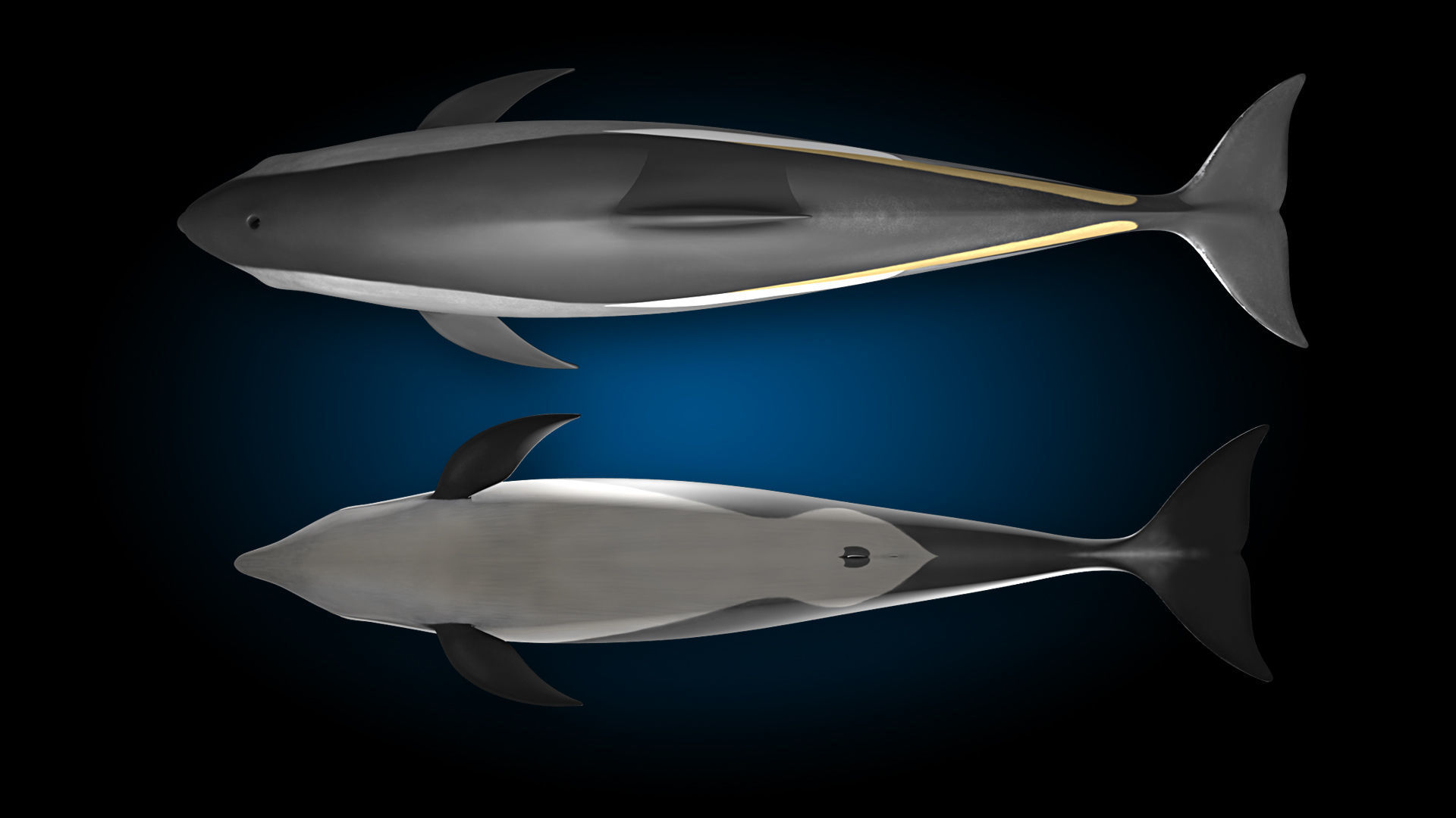 Atlantic White-Sided Dolphin 3D model_13