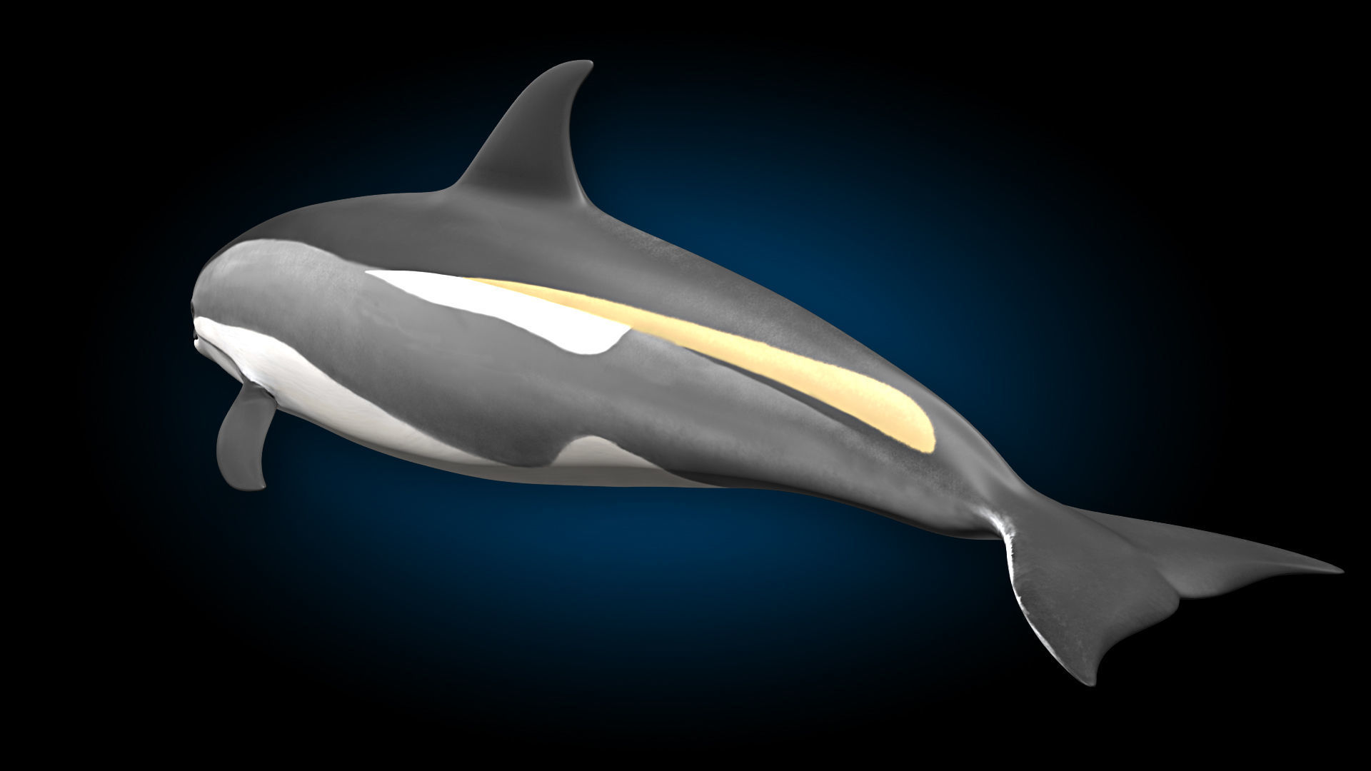 Atlantic White-Sided Dolphin 3D model_6