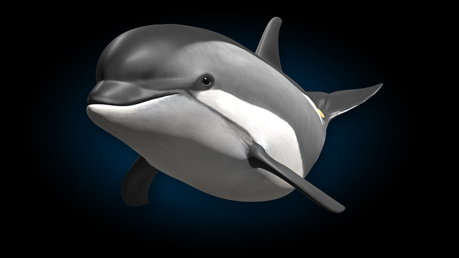 Atlantic White-Sided Dolphin 3D model_8