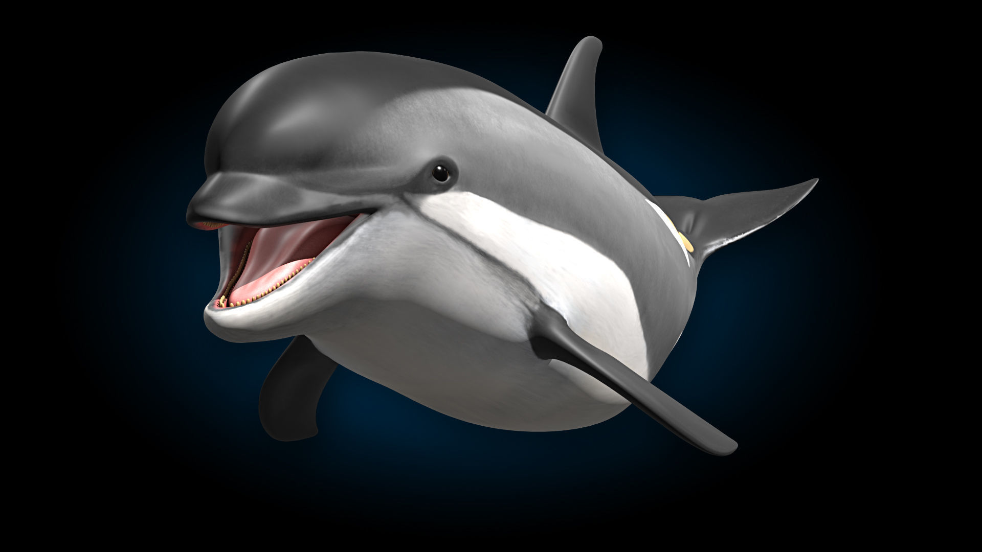 Atlantic White-Sided Dolphin 3D model_9