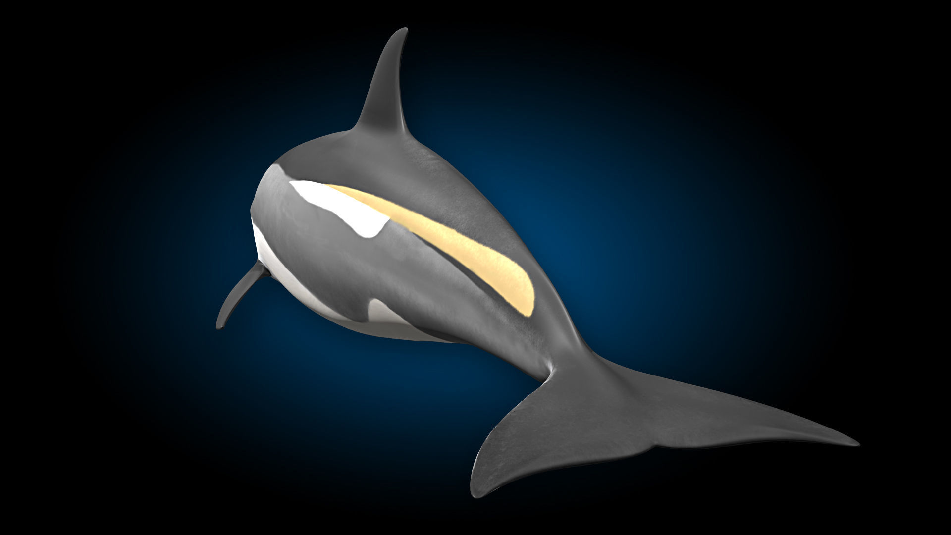 Atlantic White-Sided Dolphin 3D model_7