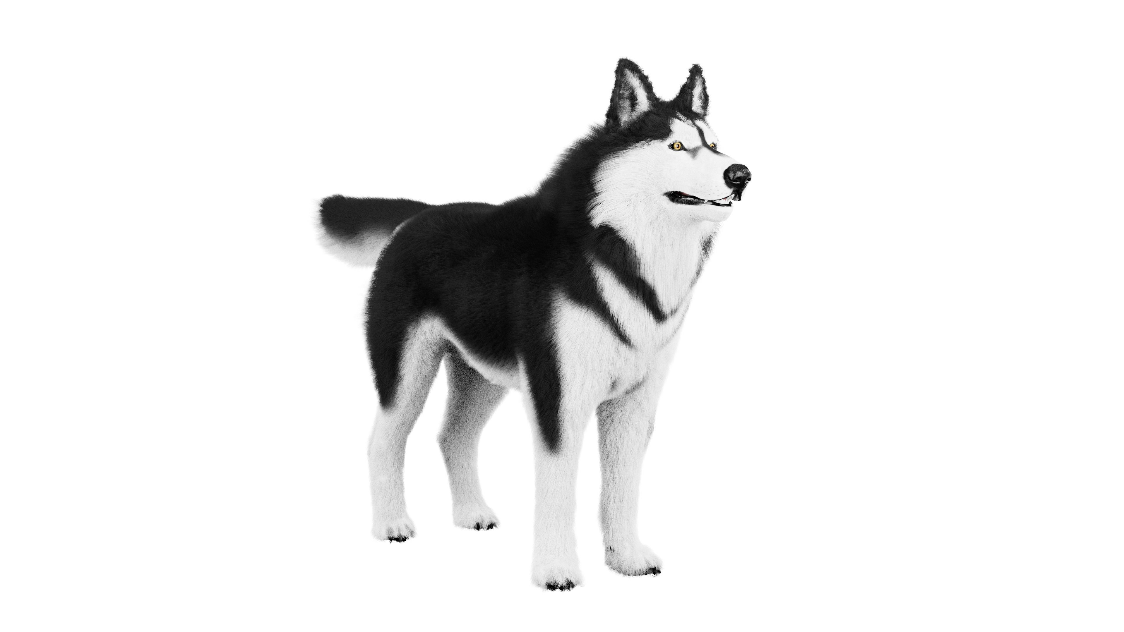 Siberian Husky Rigged Dog 3D Model Low-poly 3D model_1