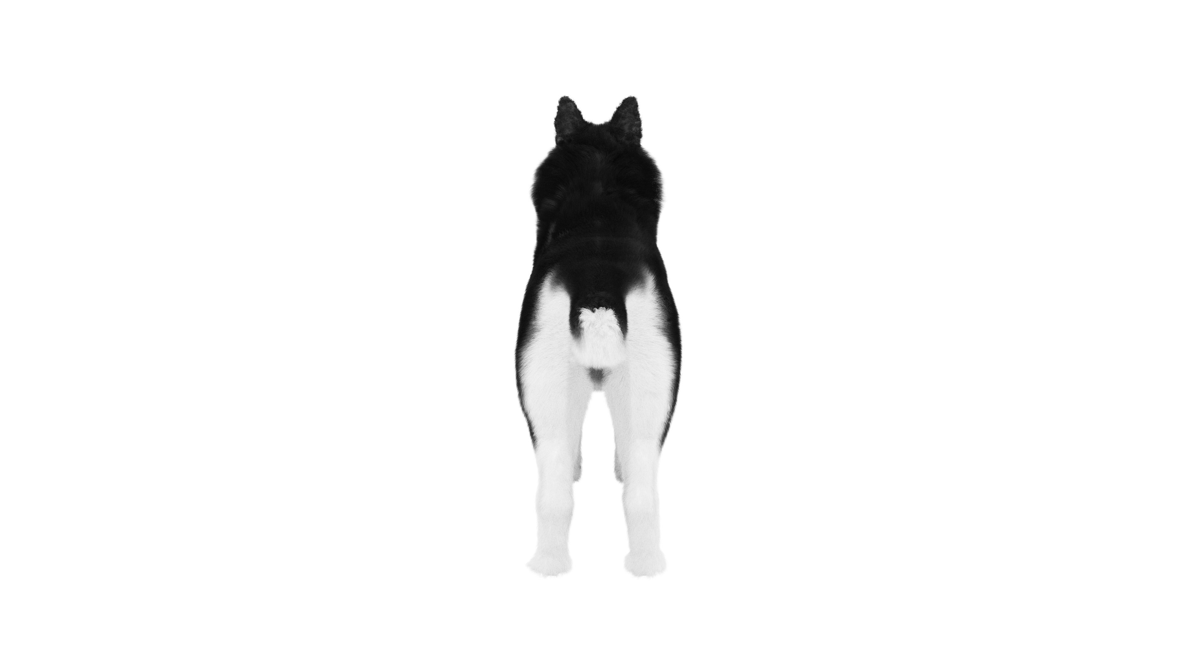 Siberian Husky Rigged Dog 3D Model Low-poly 3D model_3