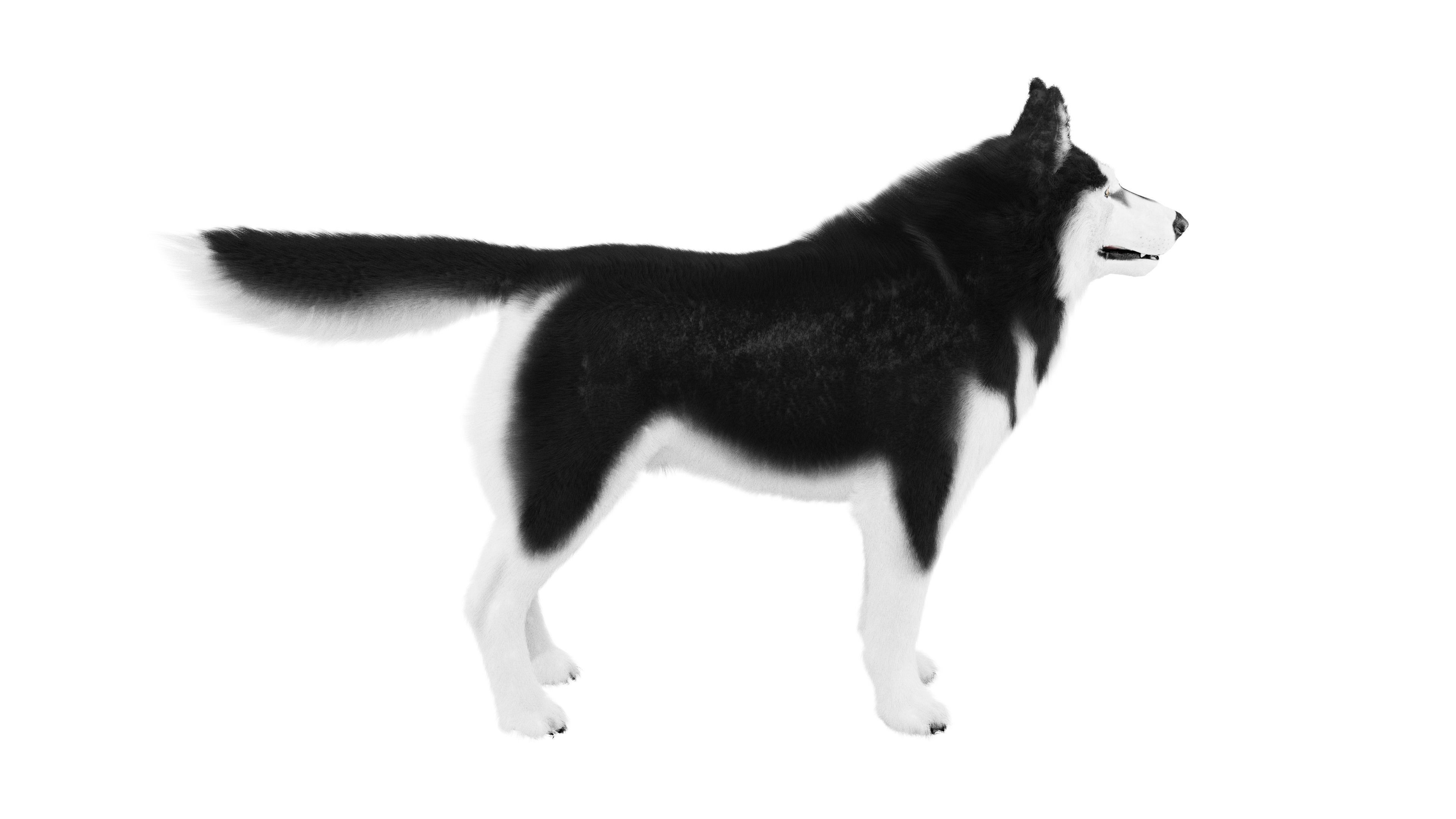 Siberian Husky Rigged Dog 3D Model Low-poly 3D model_4