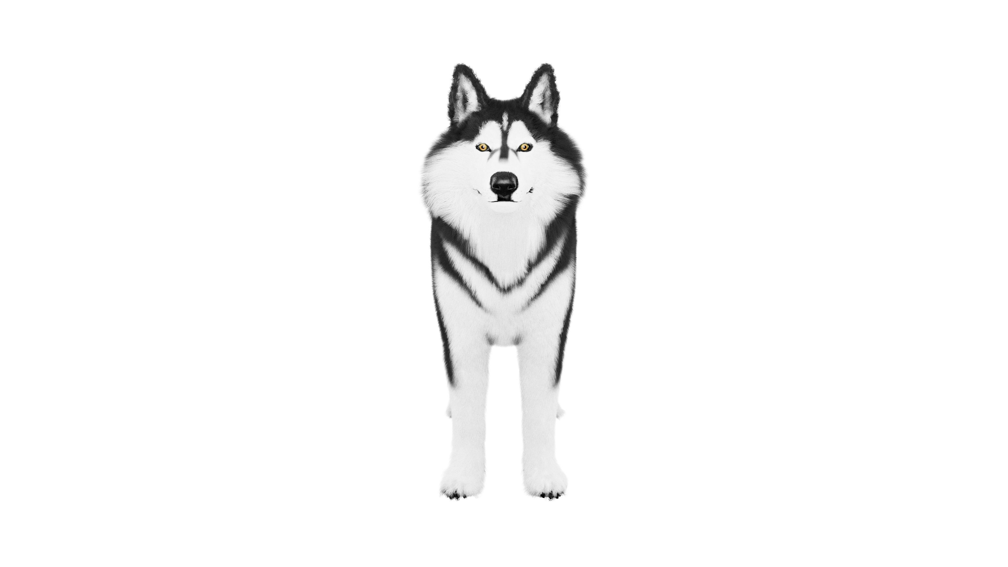 Siberian Husky Rigged Dog 3D Model Low-poly 3D model_2