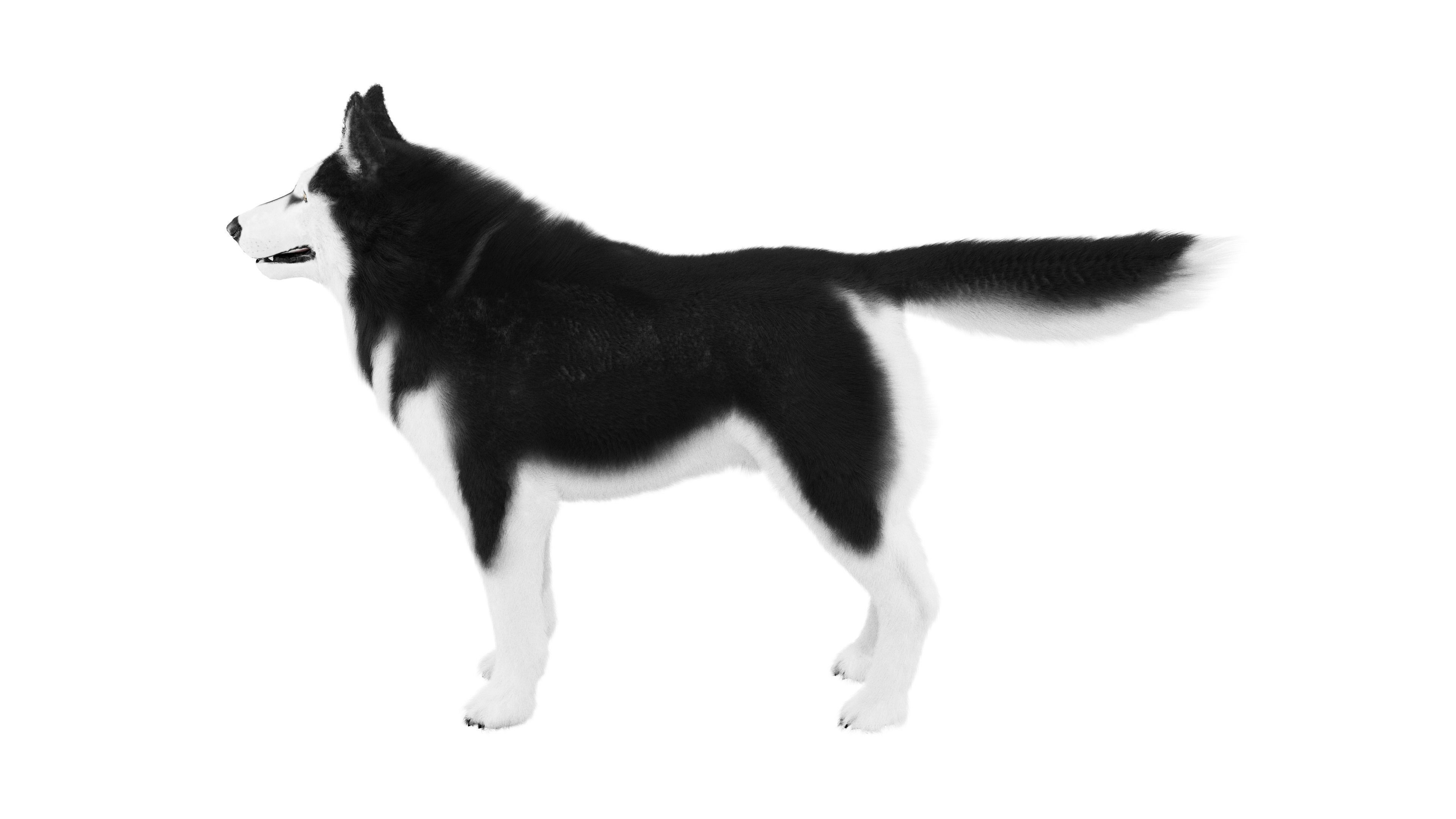 Siberian Husky Rigged Dog 3D Model Low-poly 3D model_5