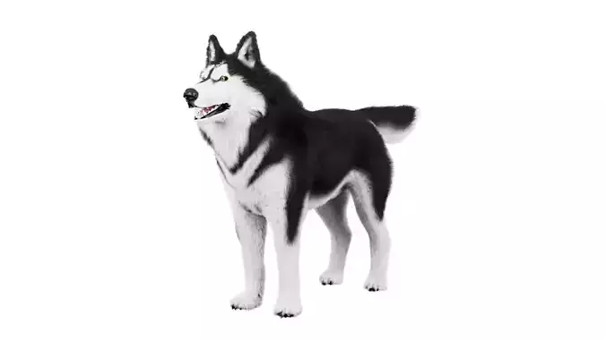 Siberian Husky Rigged Dog 3D Model