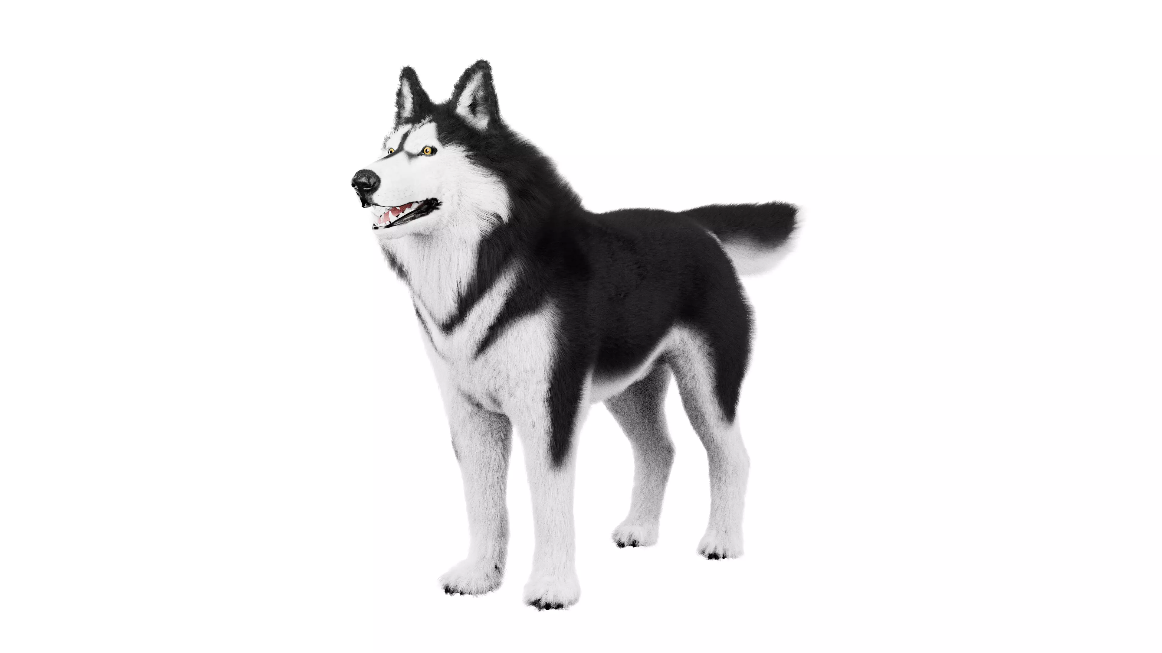 Siberian Husky Rigged Dog 3D Model Low-poly 3D model_0