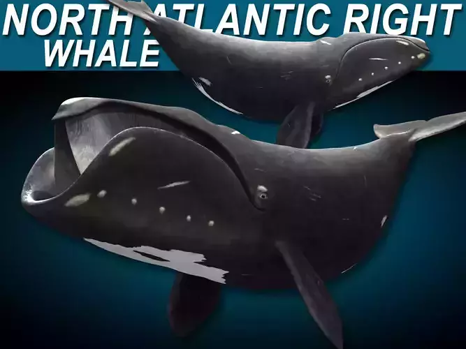 North Atlantic Right Whale 3D model