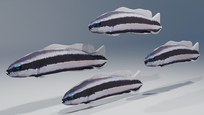 Striped Dottyback Fish Free 3D model