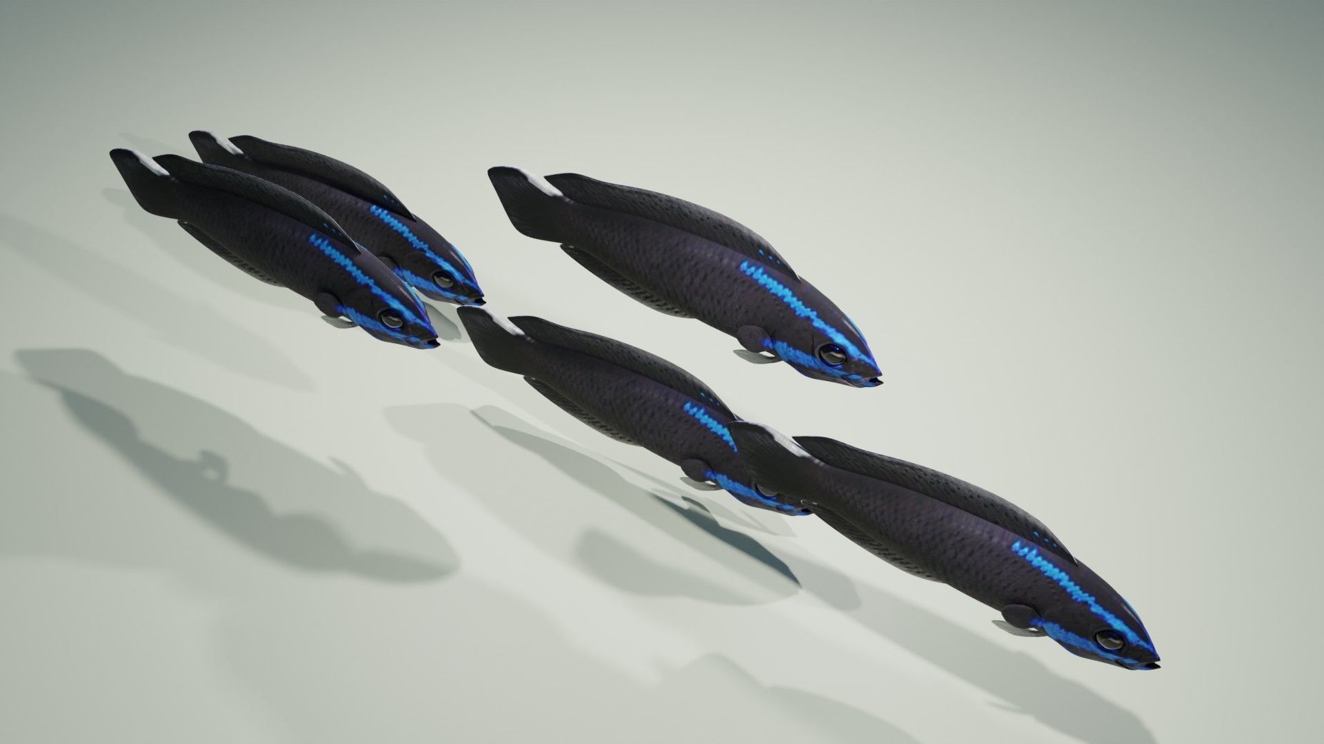 Springeri Dottyback Fish 3D model_4