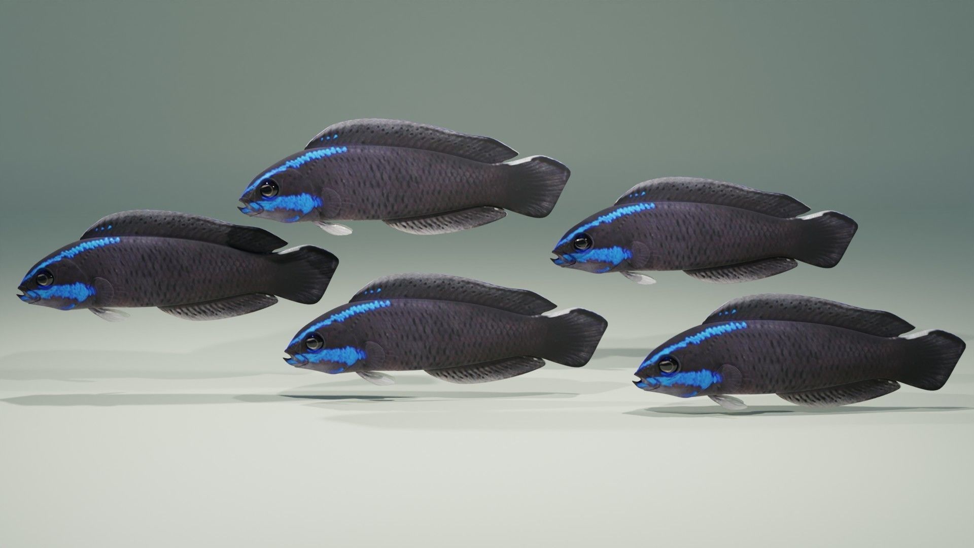 Springeri Dottyback Fish 3D model_1