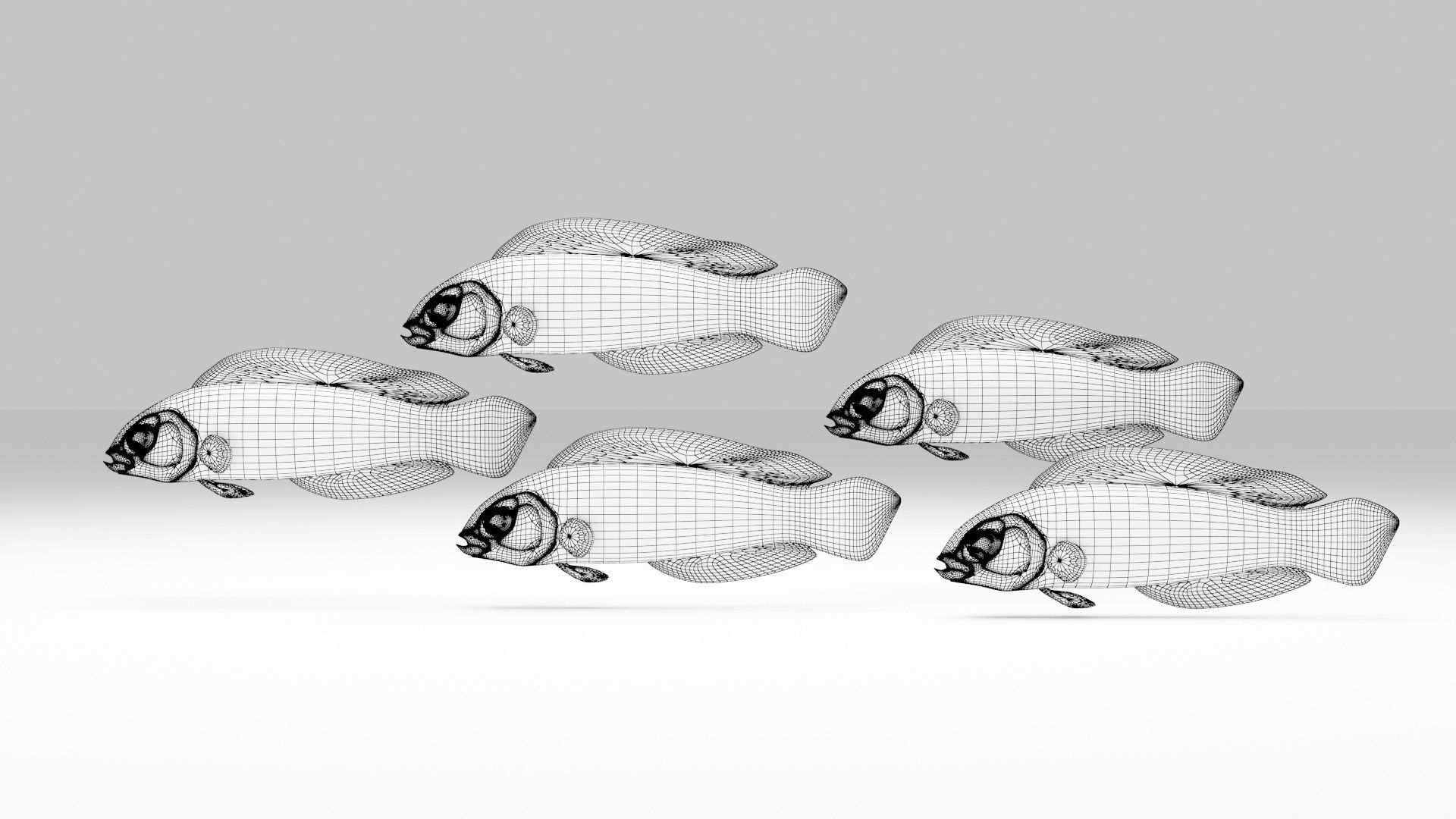 Springeri Dottyback Fish 3D model_6