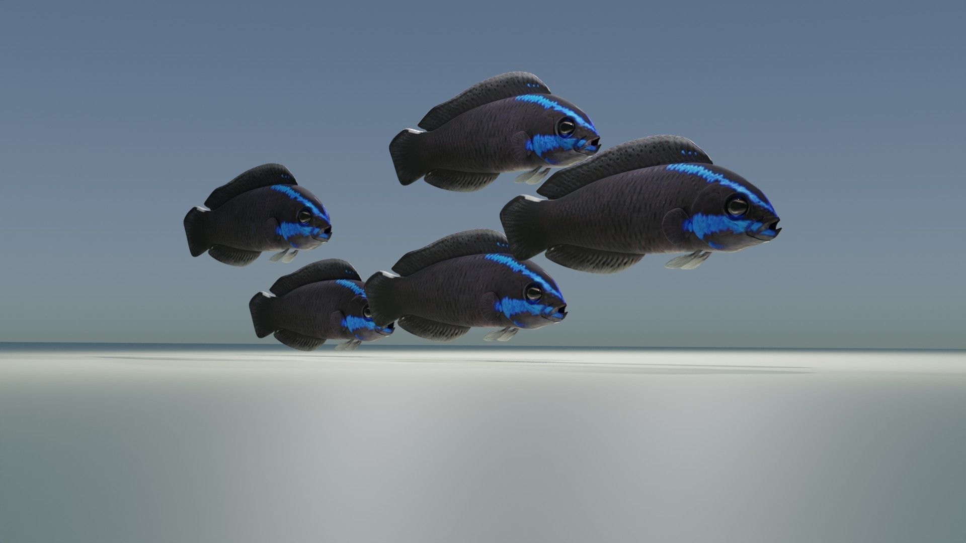 Springeri Dottyback Fish 3D model_5