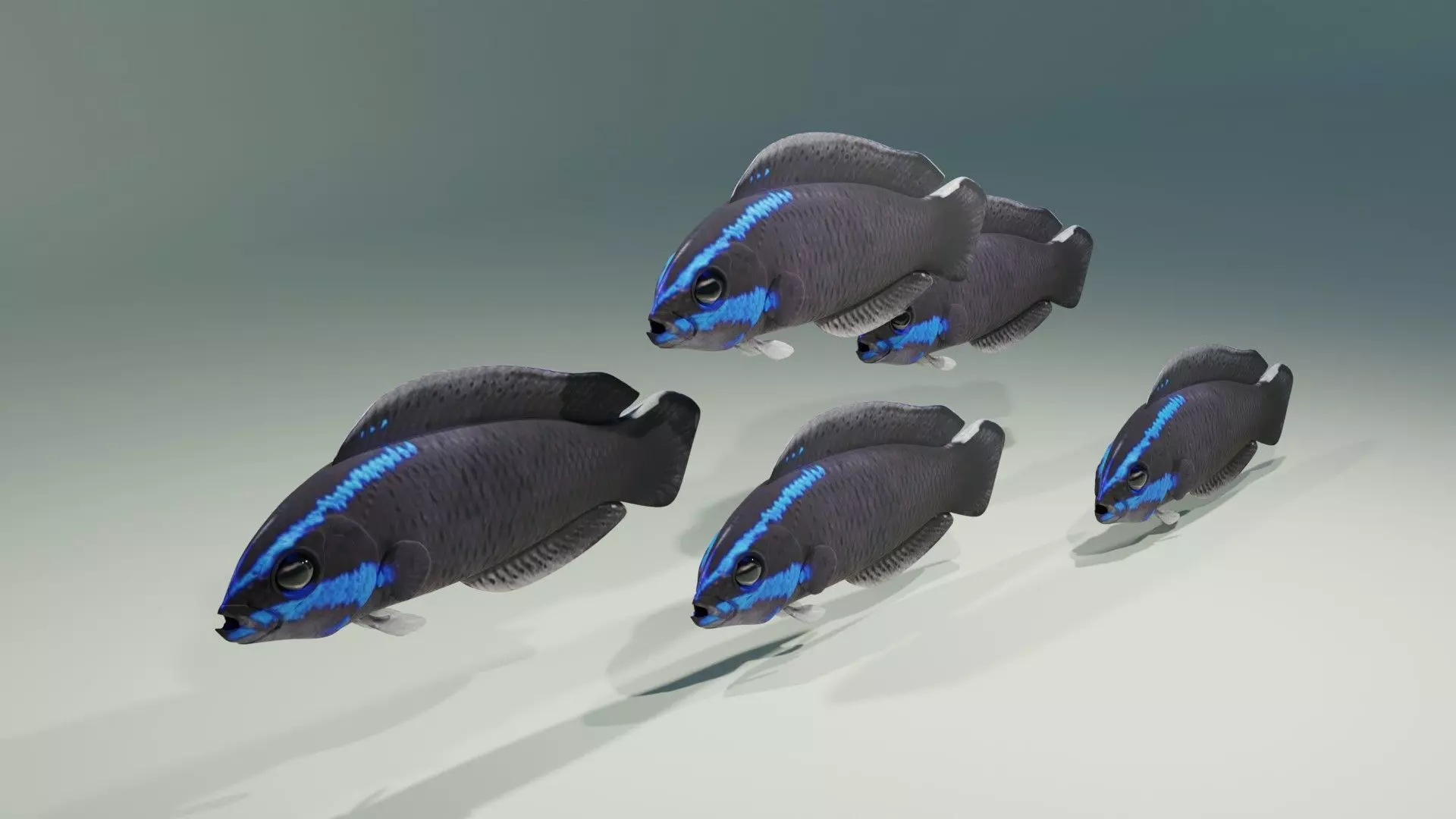 Springeri Dottyback Fish 3D model_0