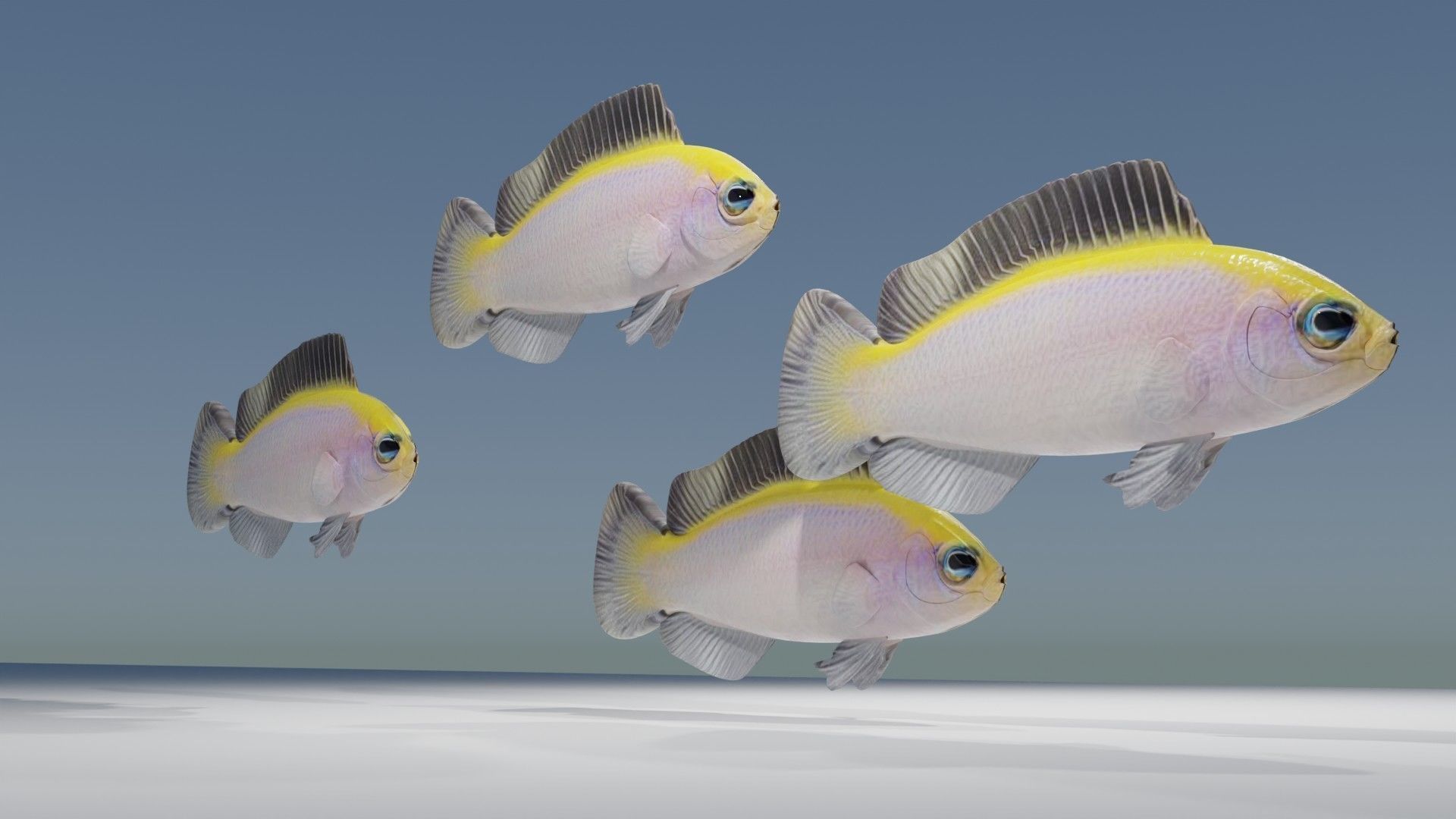 Sunrise Dottyback Fish 3D model_4