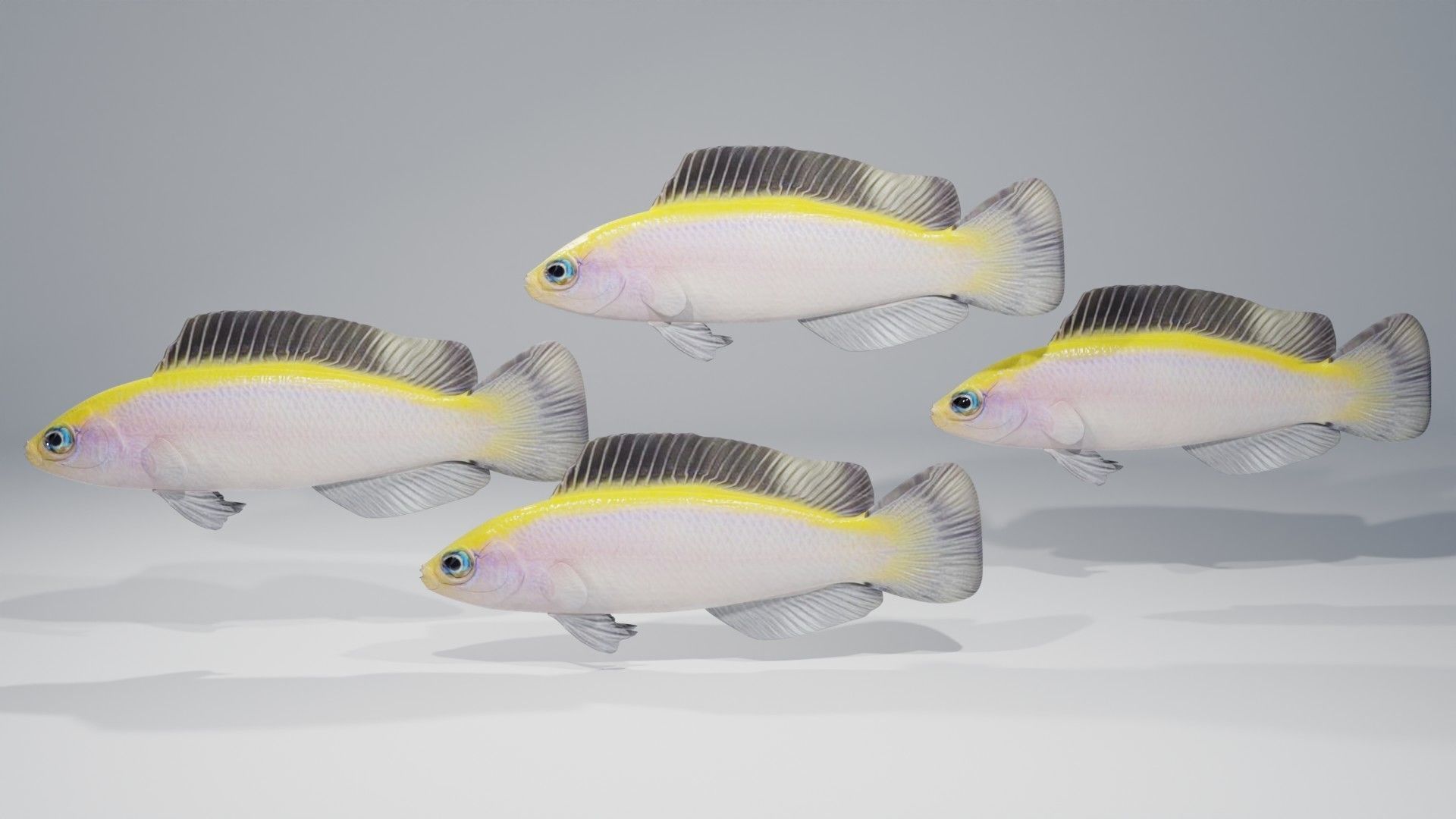 Sunrise Dottyback Fish 3D model_1