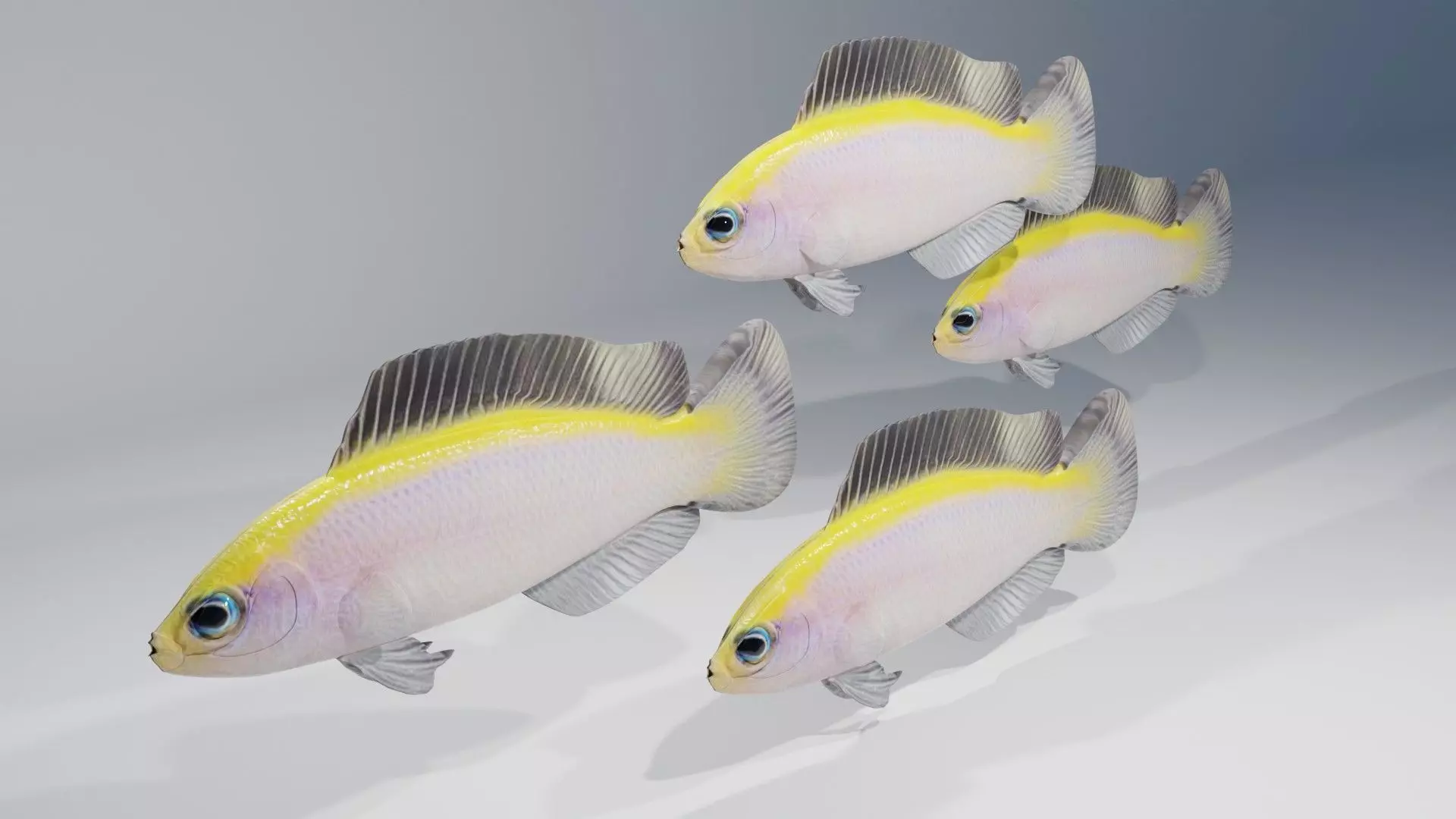 Sunrise Dottyback Fish 3D model_0