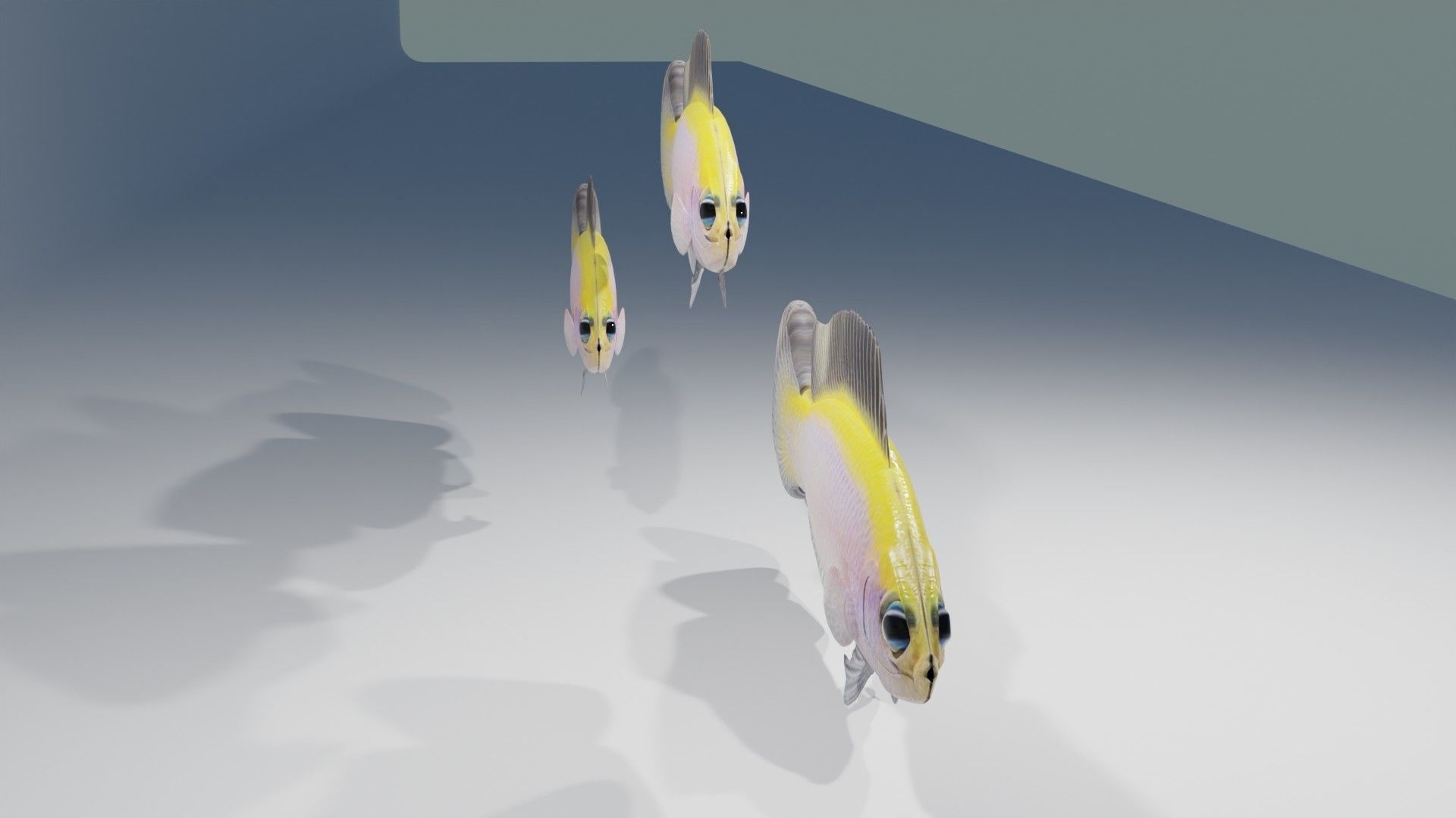 Sunrise Dottyback Fish 3D model_3