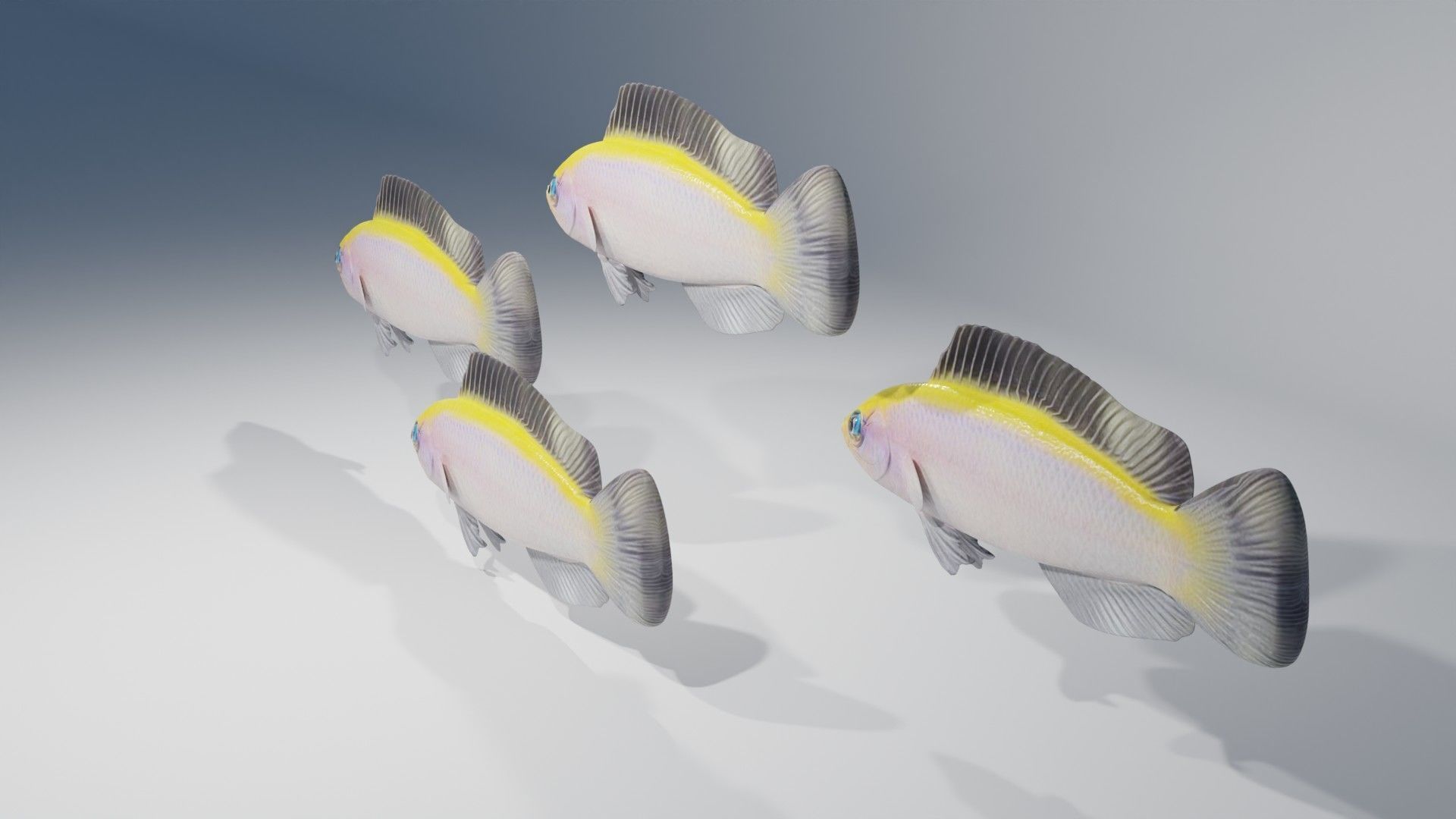 Sunrise Dottyback Fish 3D model_2