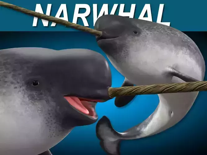 Narwhal