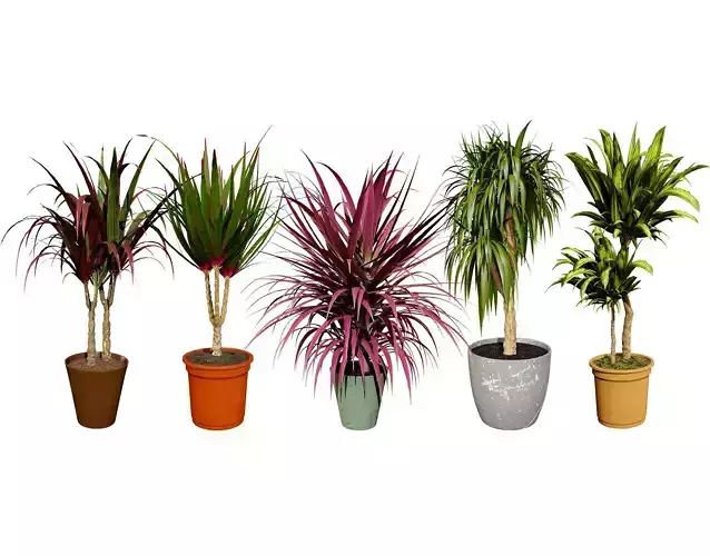 indoor Dragon palm trees collection Low-poly 3D model