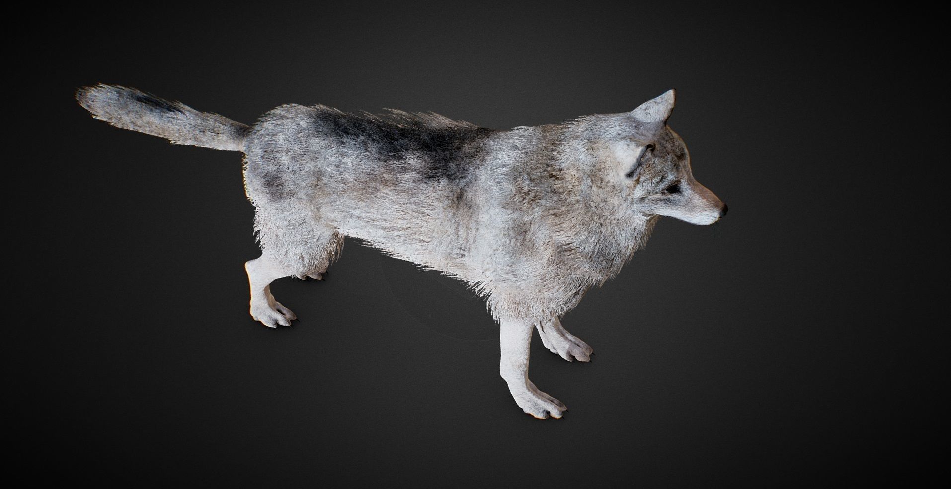 realistic Wolf PBR Lowpoly Low-poly 3D model_3
