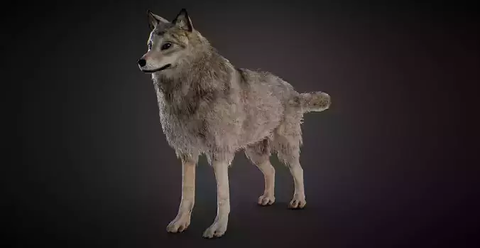 realistic Wolf PBR Lowpoly