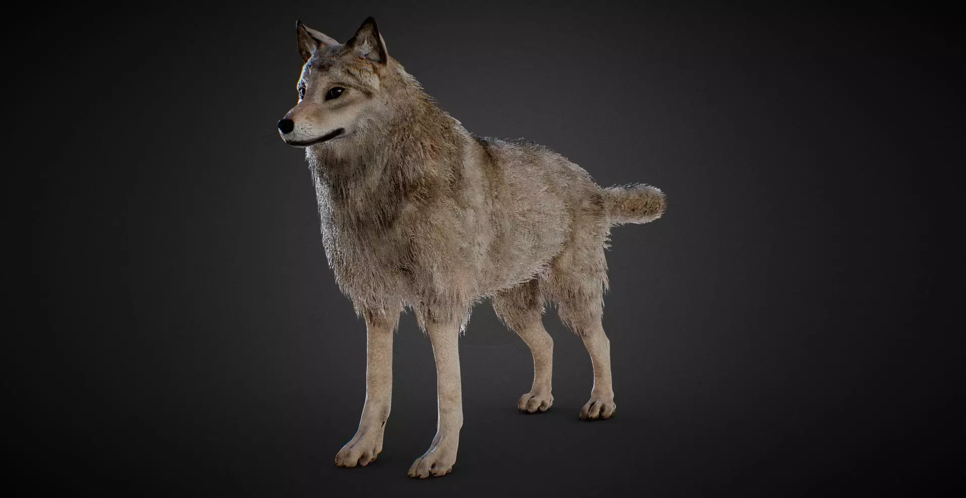 realistic Wolf PBR Lowpoly Low-poly 3D model_0