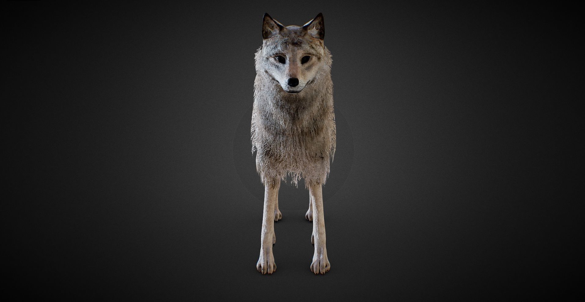 realistic Wolf PBR Lowpoly Low-poly 3D model_4
