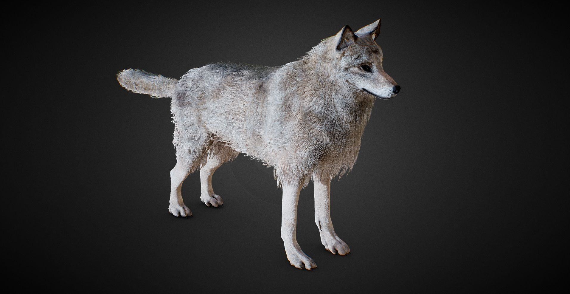 realistic Wolf PBR Lowpoly Low-poly 3D model_2