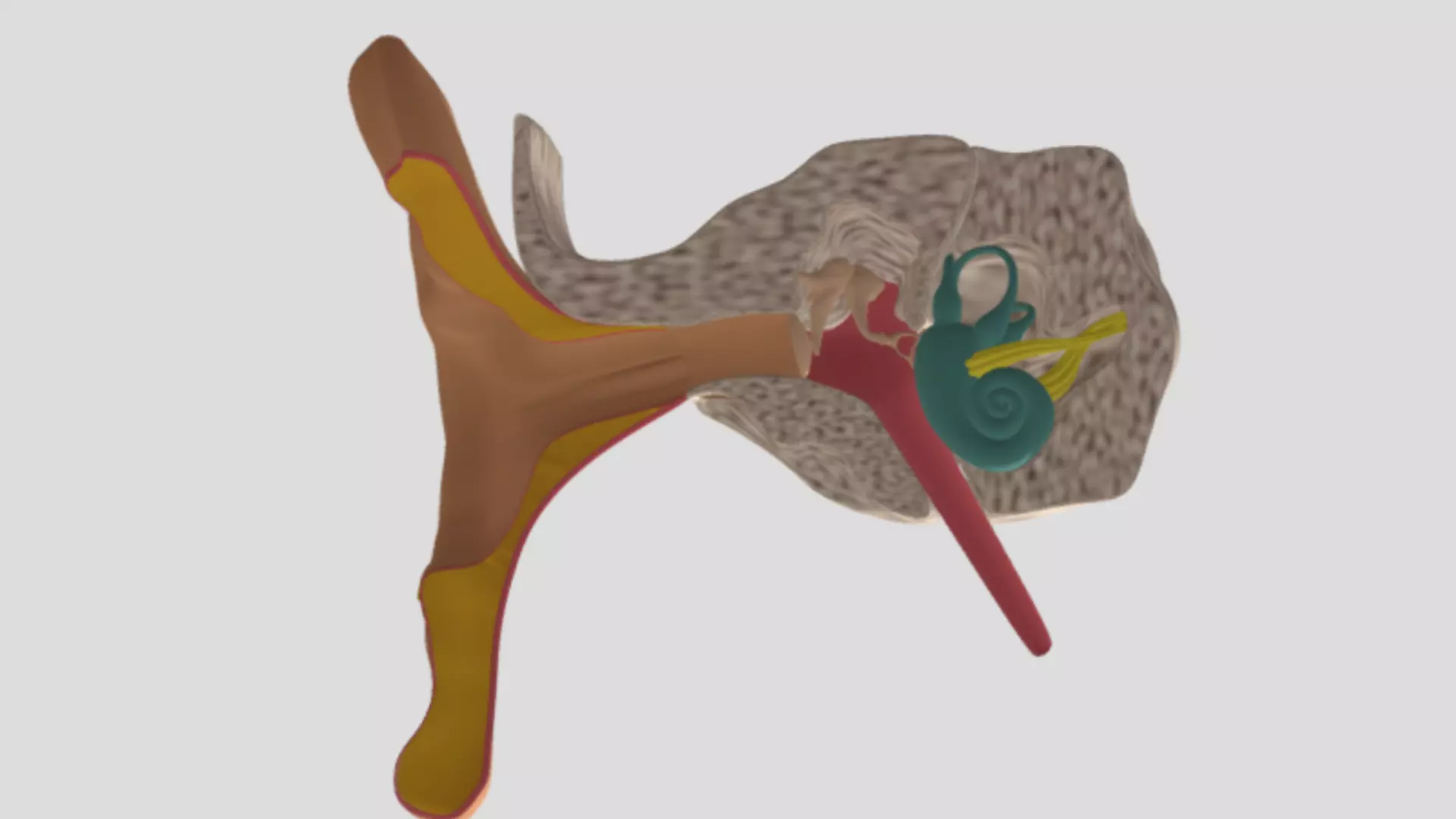 Ear Anatomy Free 3D model