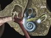 Ear Anatomy Free 3D model_1