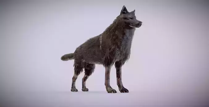 Black Wolf PBR lowpoly Low-poly 3D model