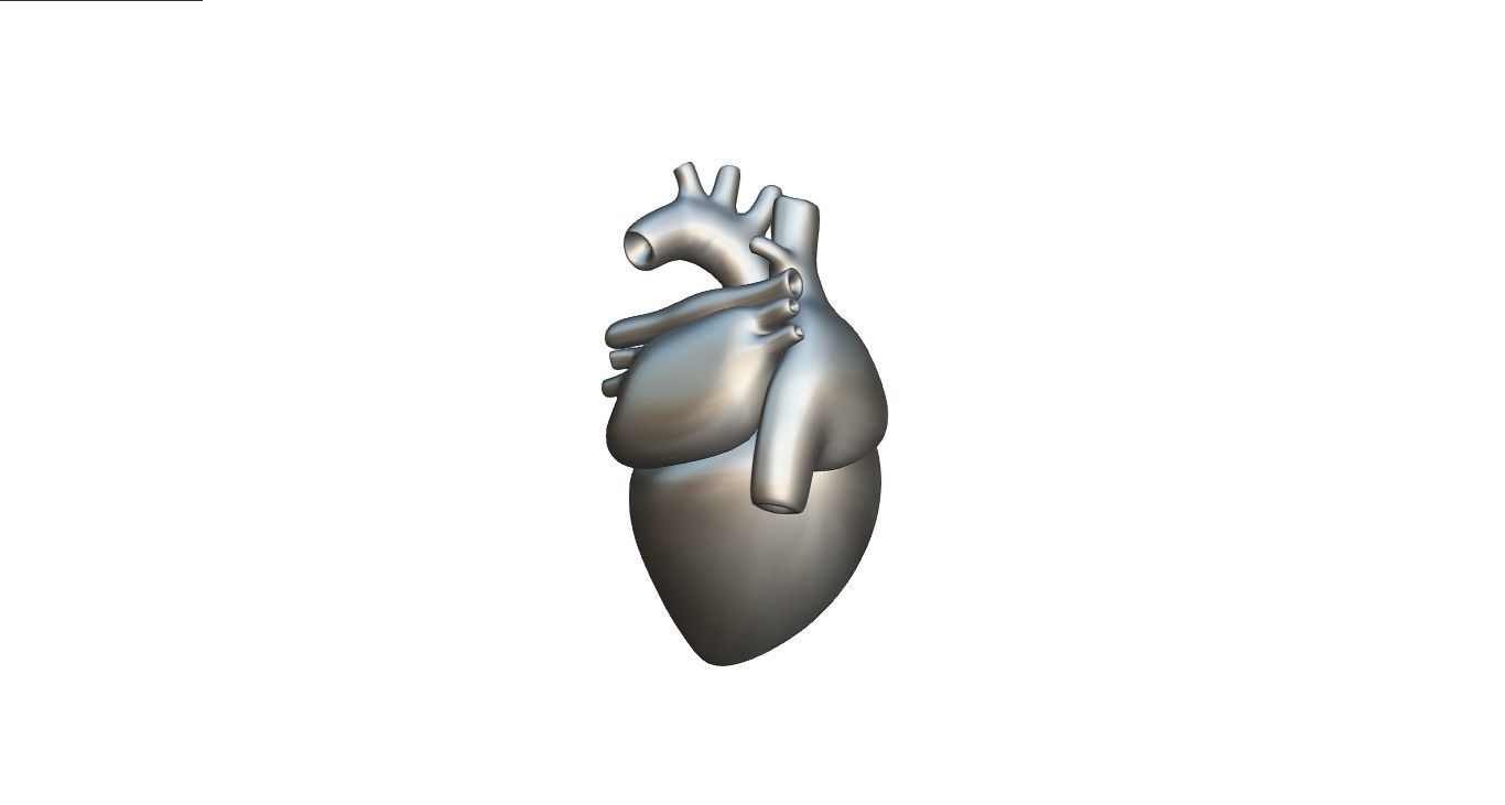 Heart 3D model_9