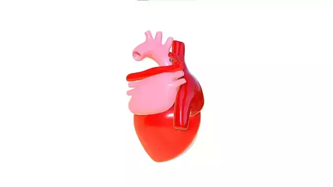 Heart 3D model