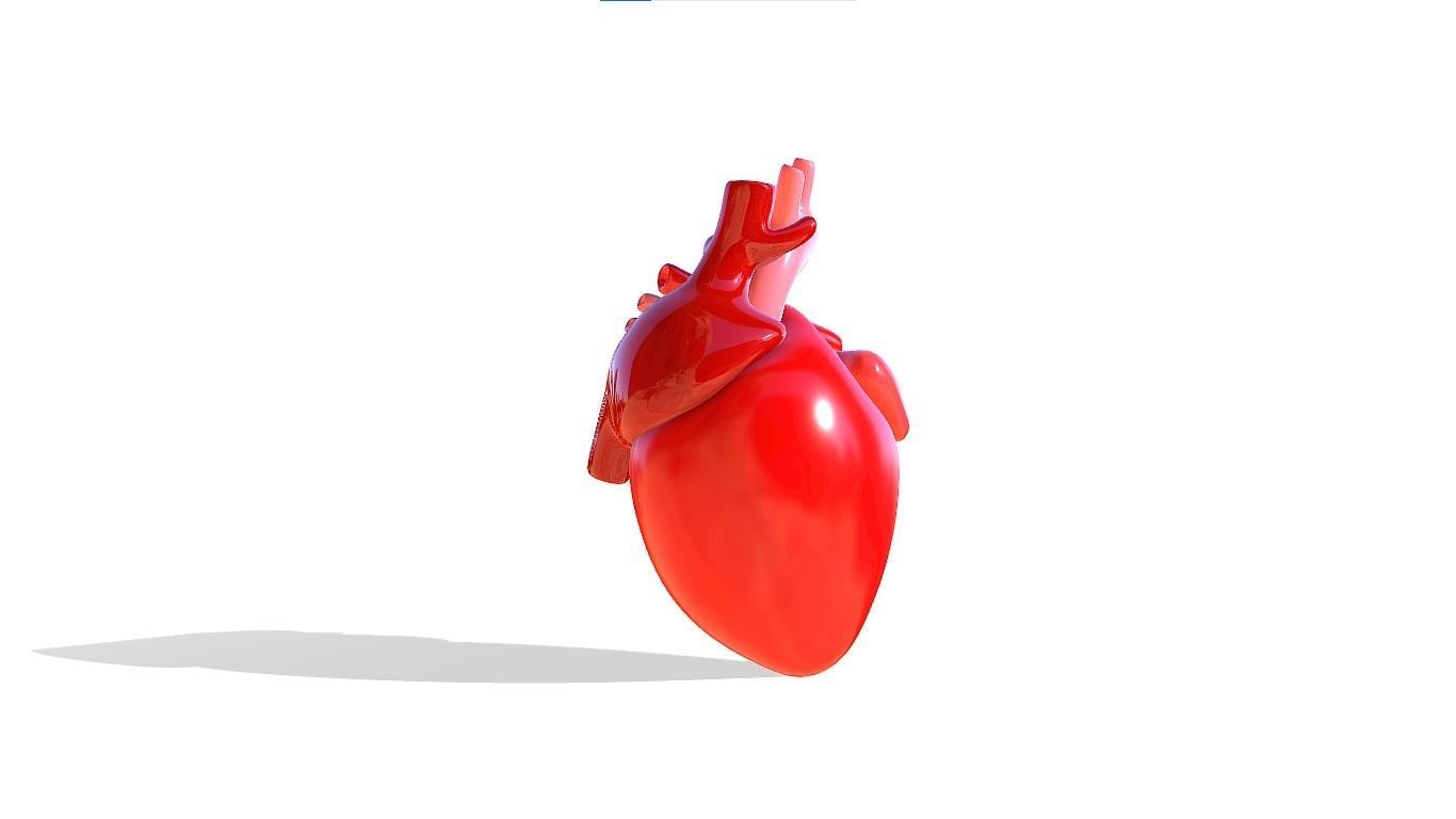 Heart 3D model_3