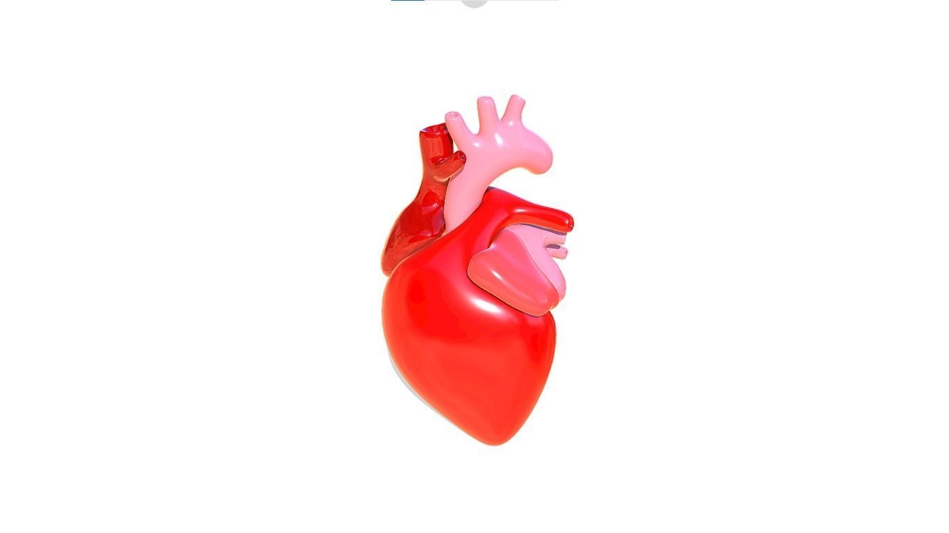 Heart 3D model_2