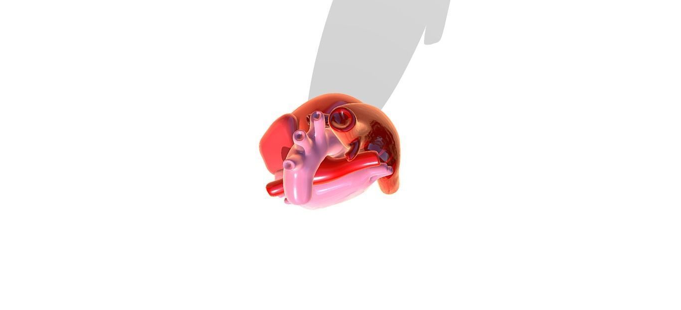 Heart 3D model_4