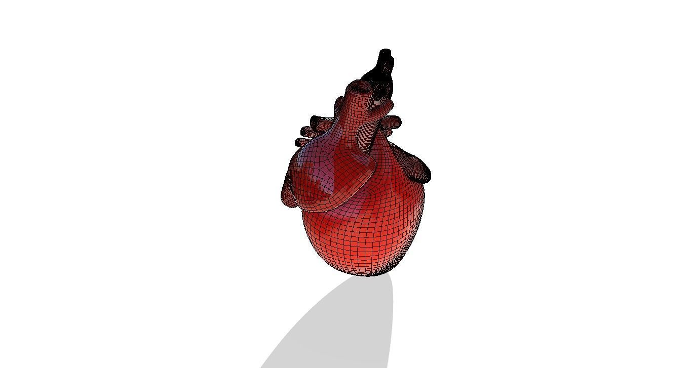 Heart 3D model_7